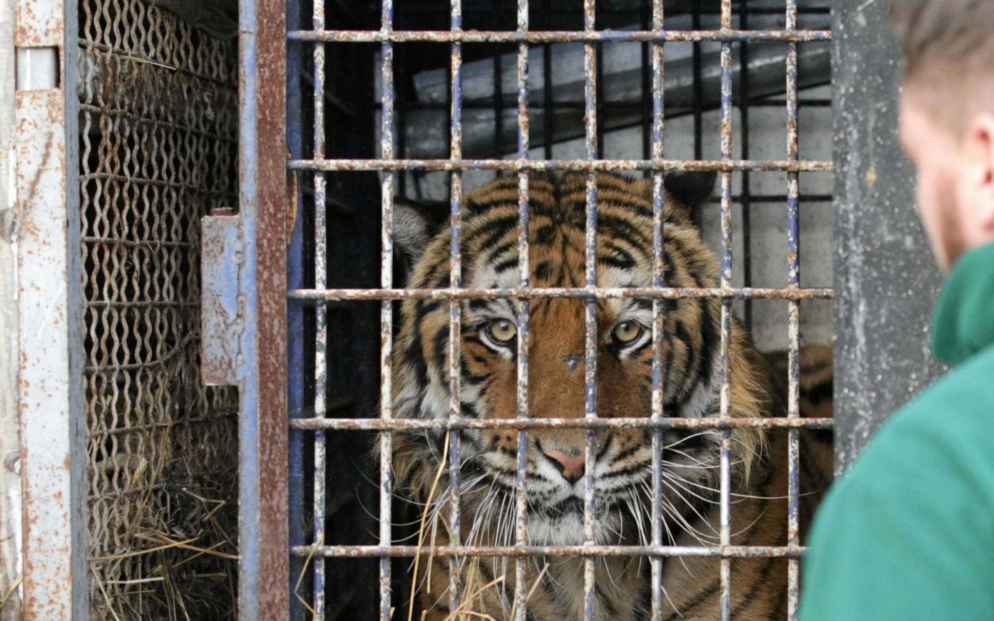 Grafika do artykułu Siedlecka: Rosjanin odpowie za cierpienie tygrysów. A Polacy nie?