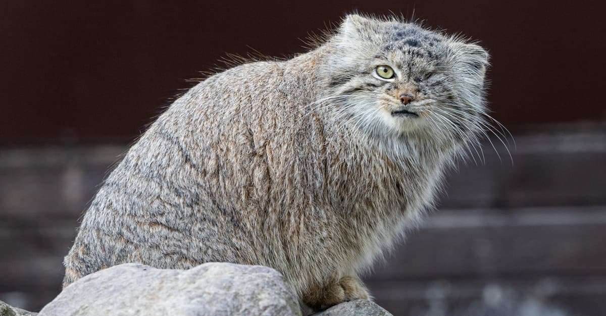 Bożena poszukiwana. Z zoo zniknął manul