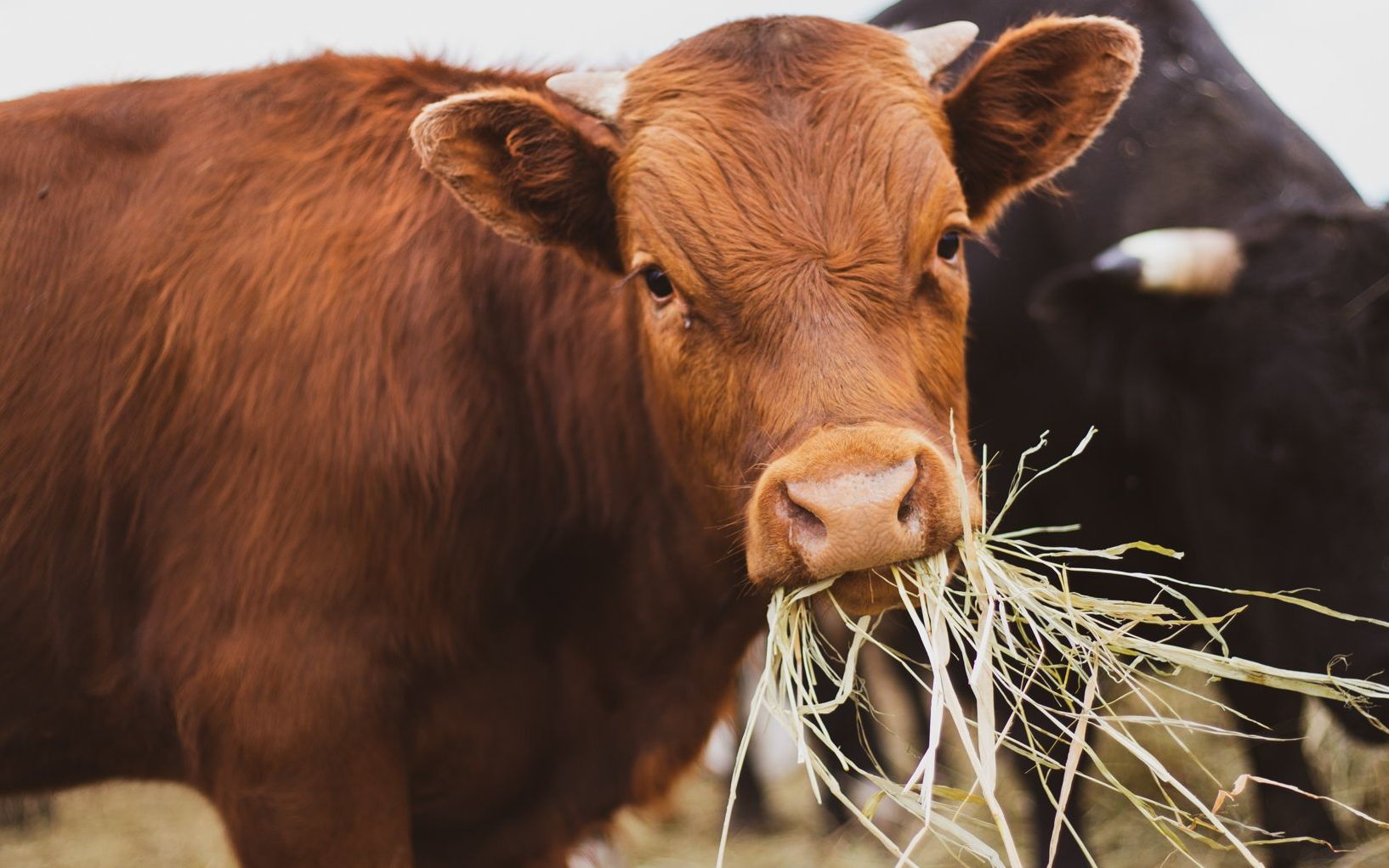 Grafika do artykułu Animalsi przejęli stado. Nieoczekiwany zwrot akcji w sprawie wolnych krów