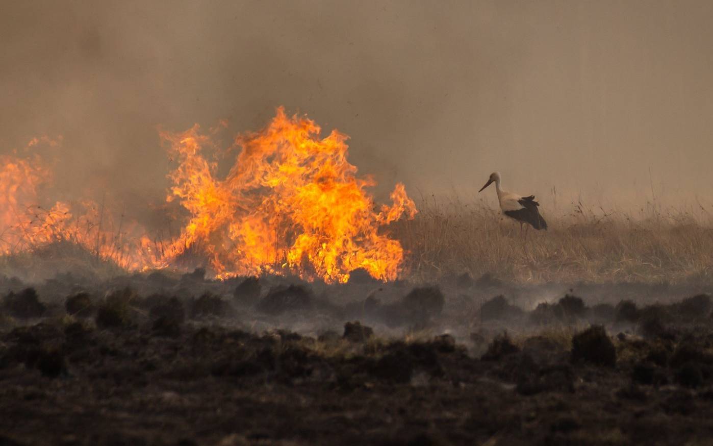 Grafika do artykułu Ornitolog o ptakach w Biebrzańskim Parku Narodowym: "Najpierw susza, teraz dobił je pożar"