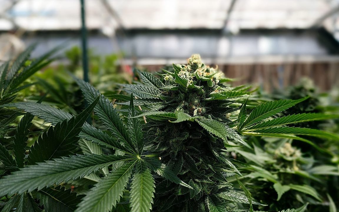 Grafika do artykułu „Marihuana? Chyba pani zwariowała”. 2 lata po legalizacji pacjenci wciąż leczą się w tajemnicy