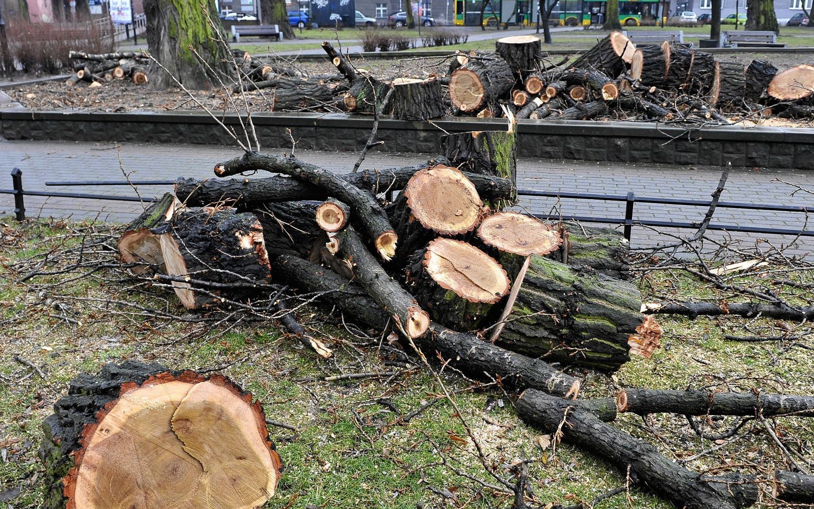 10.02.2020 Katowice , Plac Andrzeja . Wyciete drzewa .
Fot. Anna Lewanska / Agencja Gazeta