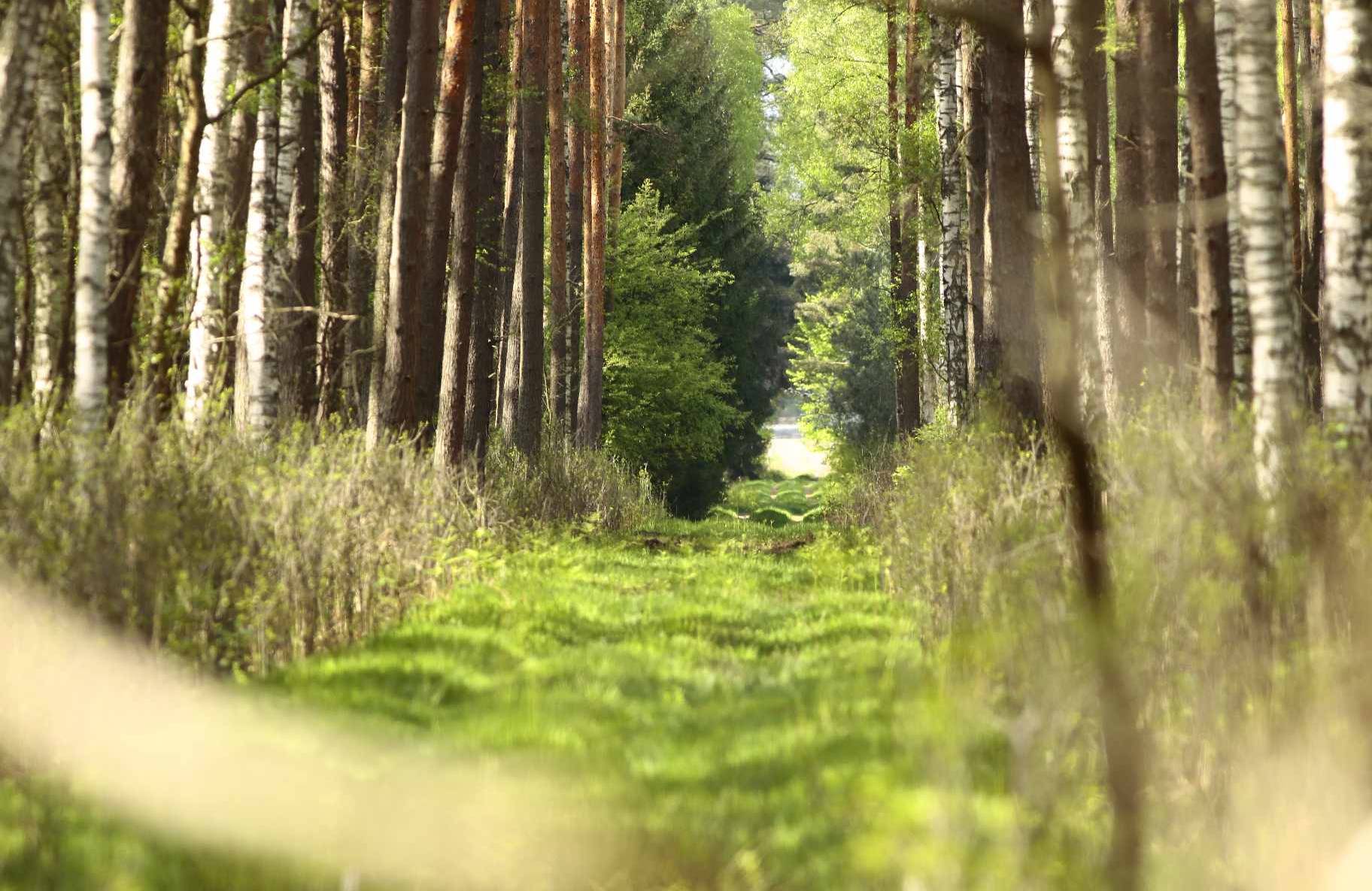 zielona ścieżka w lesie