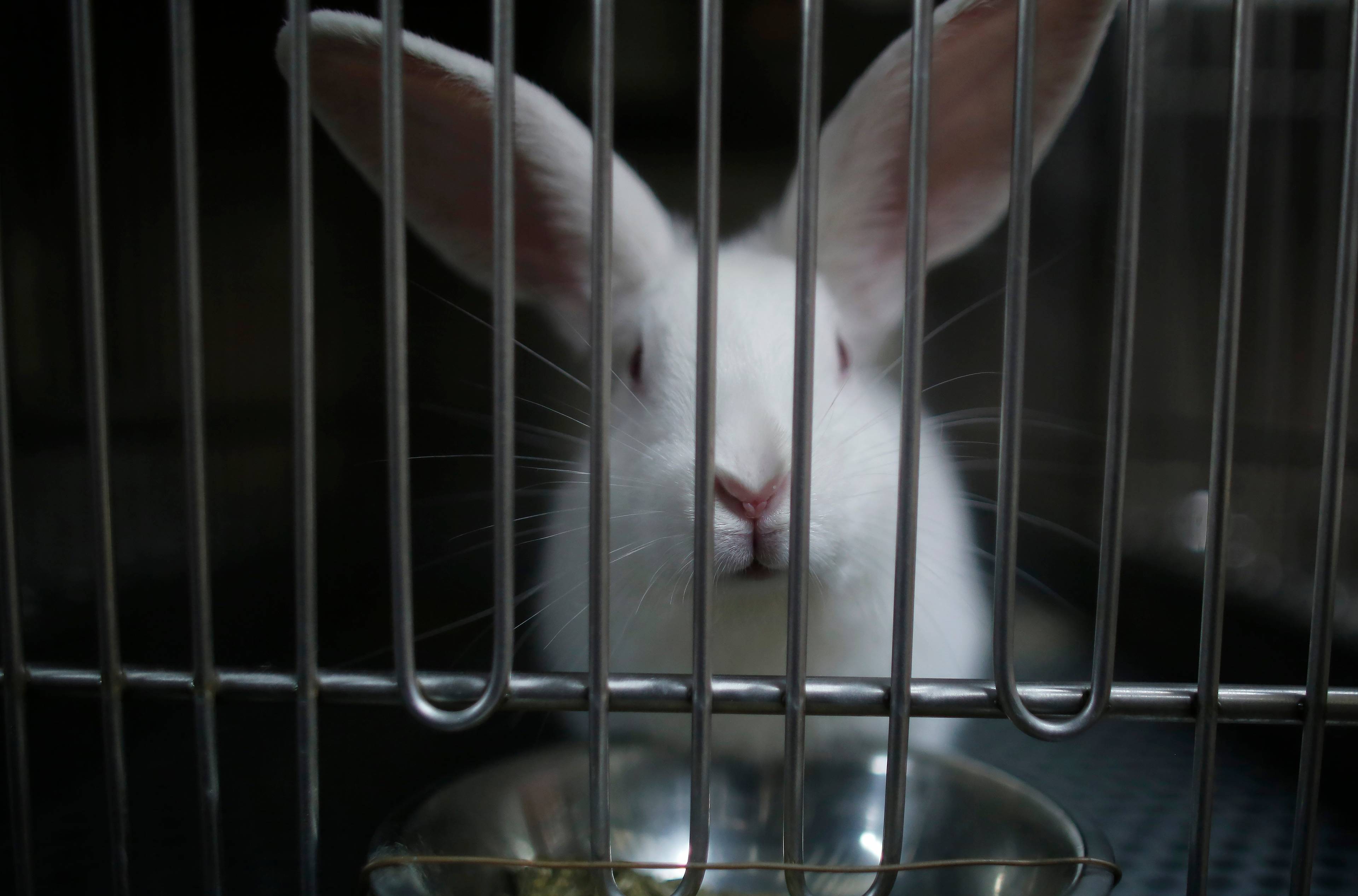 biały królik w laboratorium