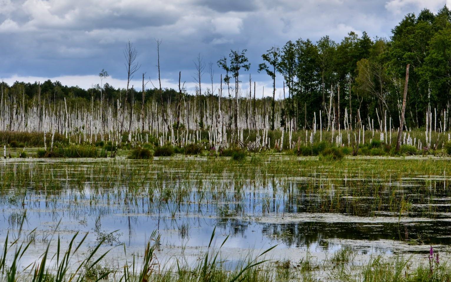 Grafika do artykułu Kopalnia zniszczy "europejską Amazonię" w Polsce? Katastrofa dla przyrody jest blisko