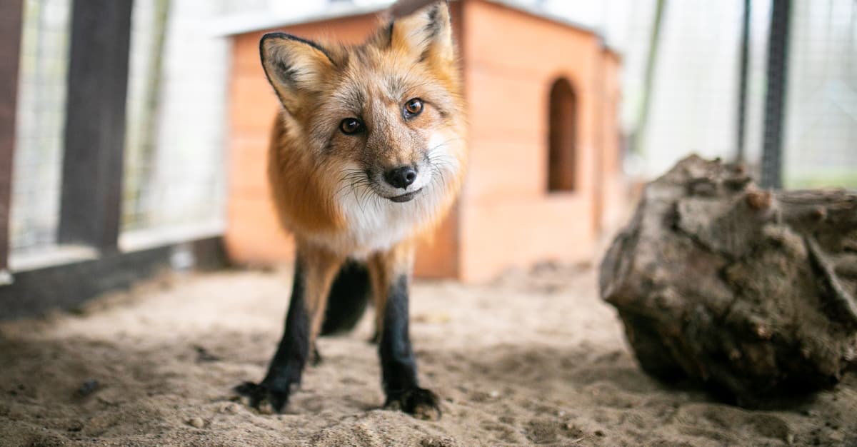 Tak dla zakazu futer, weto dla zerwania łańcuchów. Prezydent zdecydował