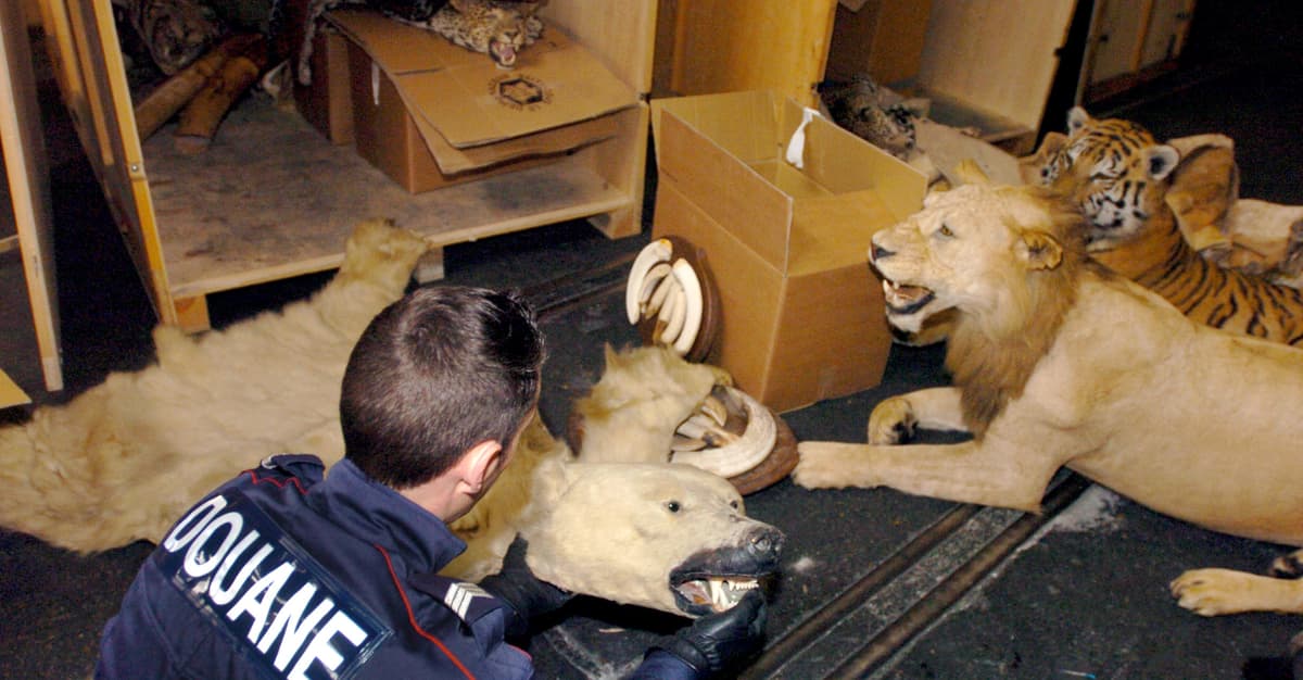 Otwieracz z łapy lwa, kapcie z lamparta. Jest projekt ustawy, która zakaże makabrycznych pamiątek