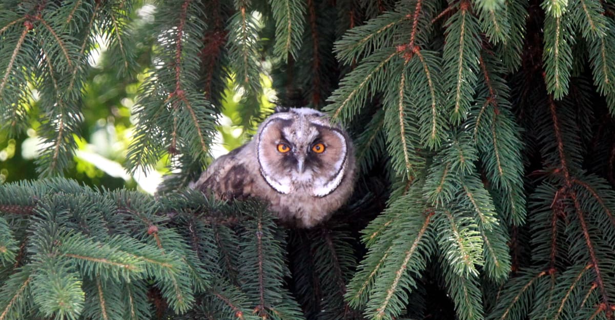 Zniszczyć ptasie siedliska, rozjechać bobrowe tamy. Szkodliwe zapisy w projekcie resortu klimatu