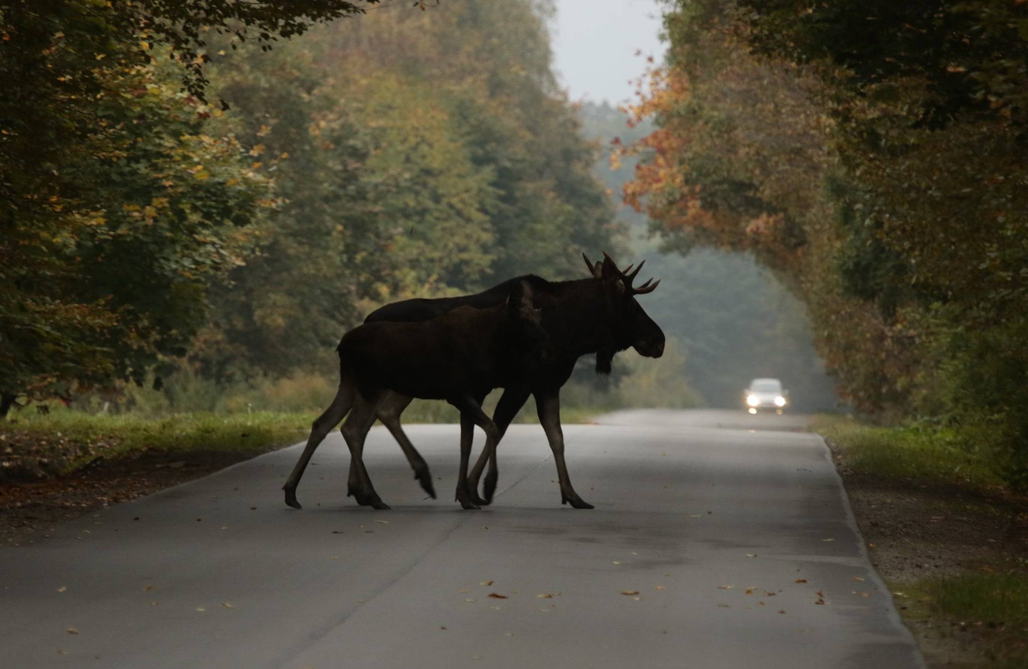 Łoś przechodzi przez szosę w lesie, w dalekim tle samochód