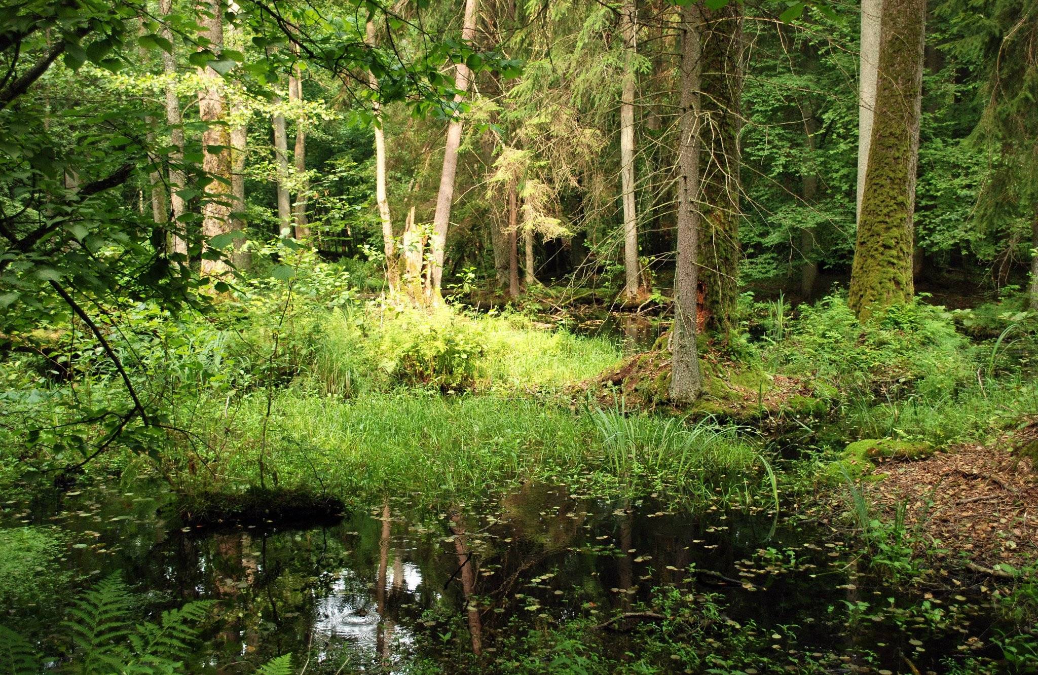 foto przedstawia fragment lasu puszczańskioego