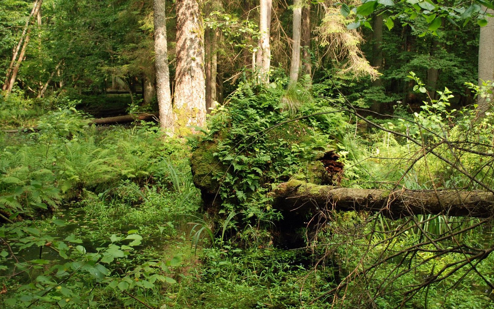 Grafika do artykułu Puszcza Białowieska może zostać skreślona z Listy Światowego Dziedzictwa UNESCO. Wyjaśniamy dlaczego i jak
