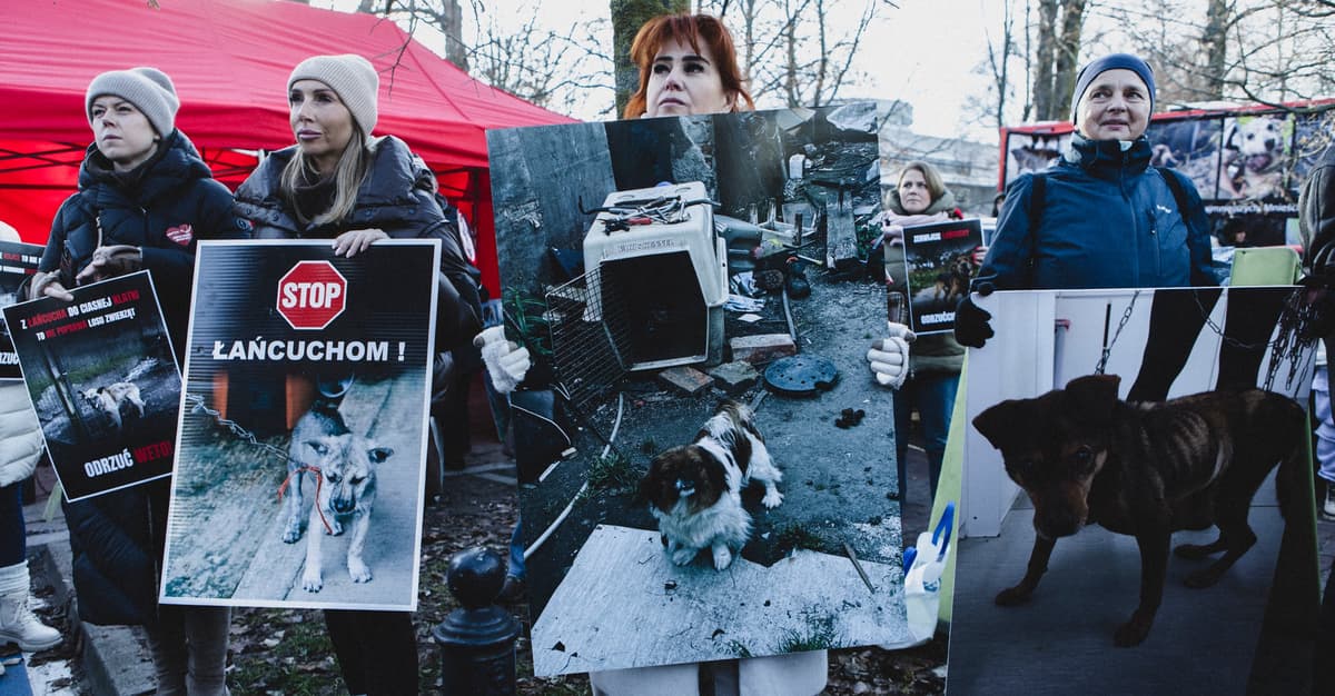 Nie udało się odrzucić weta w sprawie łańcuchów. Prawica triumfuje, psy dalej cierpią