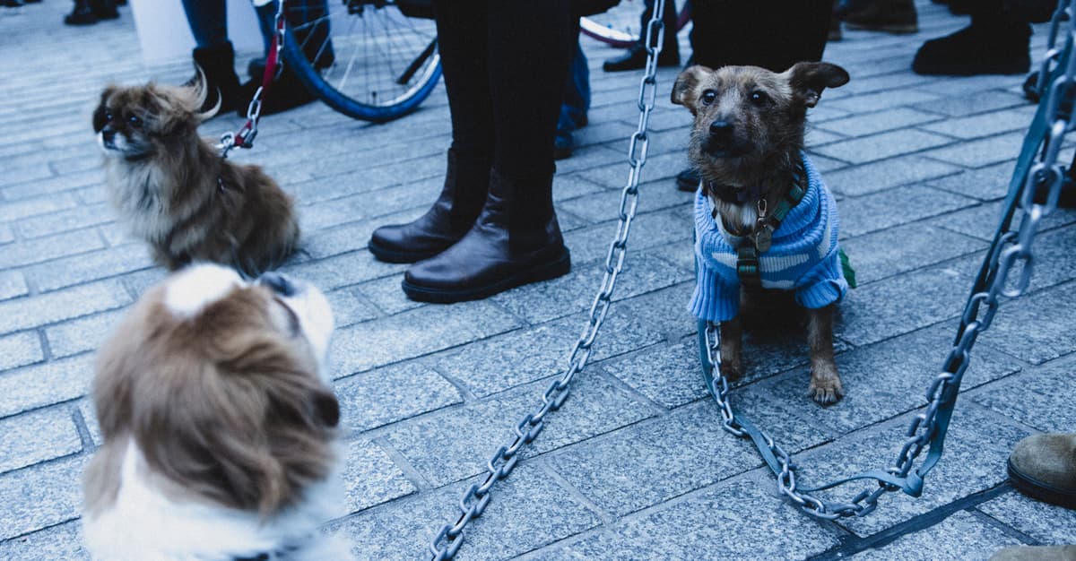 Wilki na celowniku, ochrona jarząbków, psy dalej na łańcuchach. Prawa zwierząt w 2025