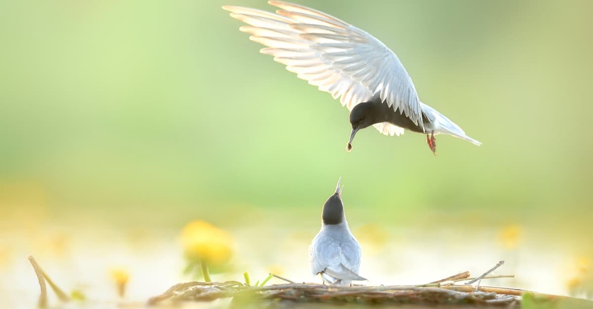 Obroniony przed myśliwymi. Gęsi Bastion zostaje