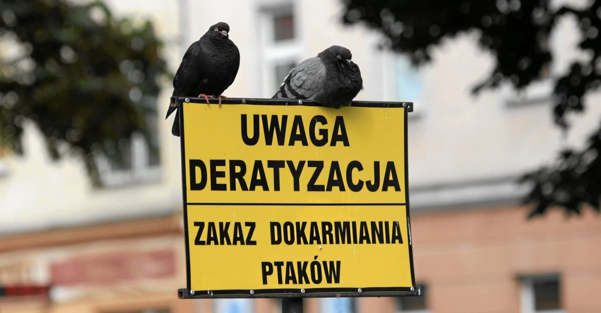 Śmierć zwierzęcia złapanego przez lep na gryzonie jest straszna. Te pułapki powinny być zakazane