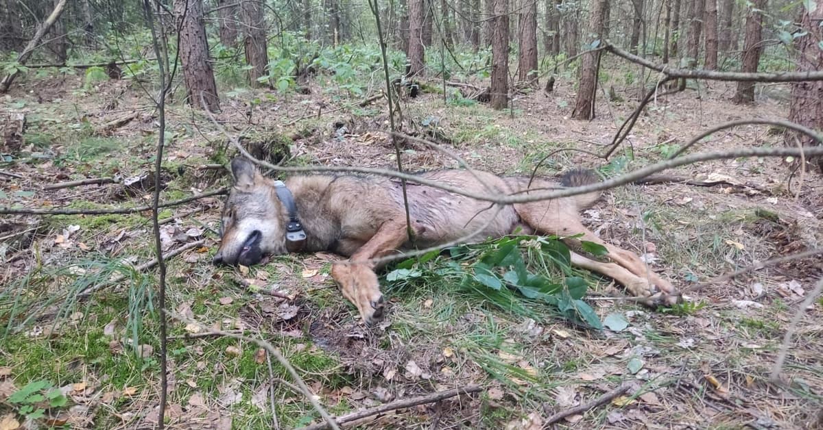 Zabił wilka Lego przez „pomyłkę z lisem”. Sąd go uniewinnił. Co zrobi prokuratura?