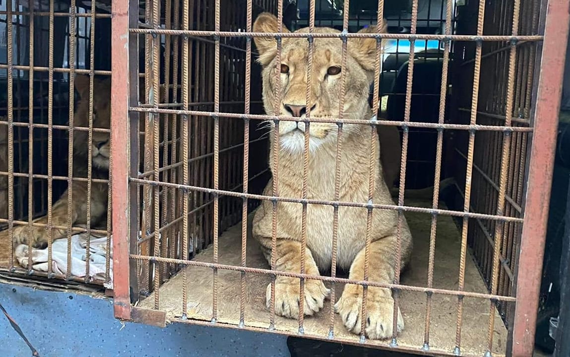Grafika do artykułu Lwy z Odessy są już bezpieczne w poznańskim zoo. Empatia wygrała z biurokracją