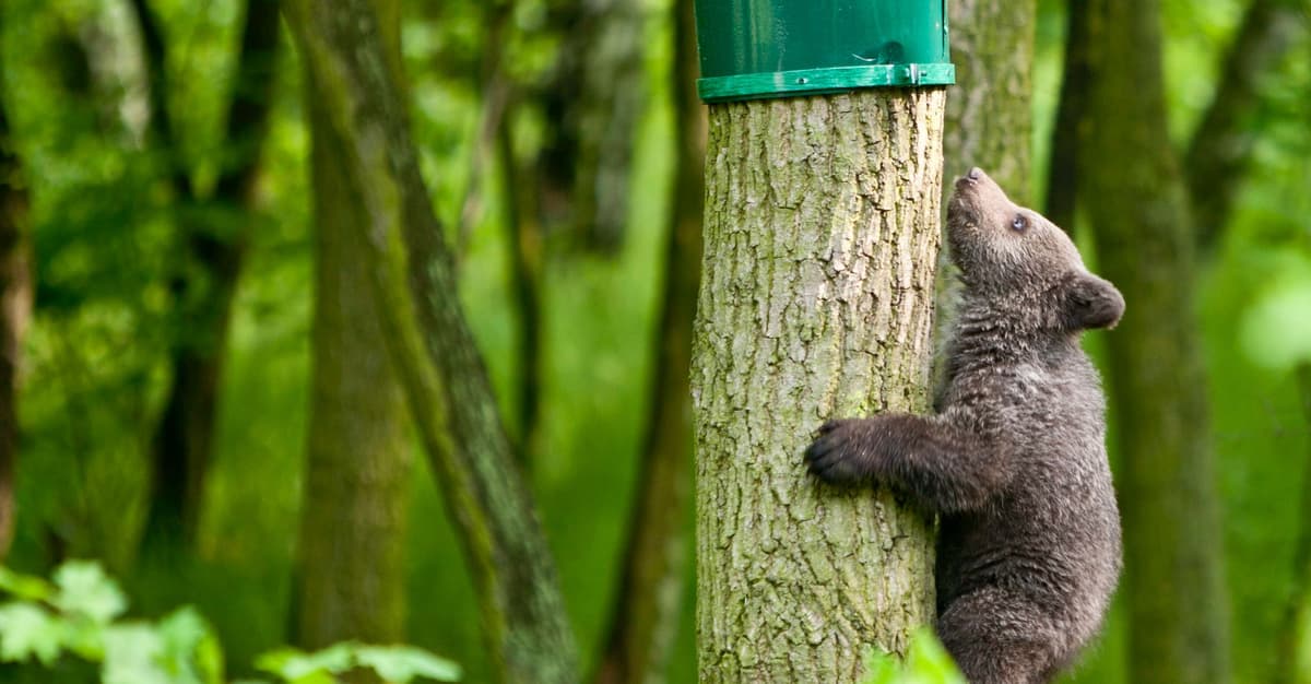 Niedźwiedzie będą zabite, czy wywiezione w Tatry? Ważą się losy zwierząt z Cisnej