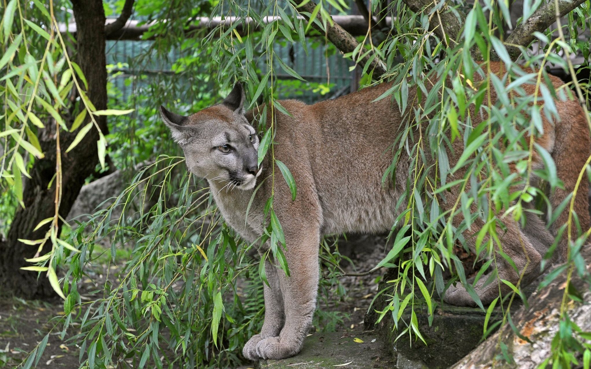 13.07.2020 Chorzow . Slaski Ogrod Zoologiczny . Puma Nubia odczas konferencji prasowej jej wlasciciela Kamila Stanka .
Fot. Anna Lewanska / Agencja Gazeta