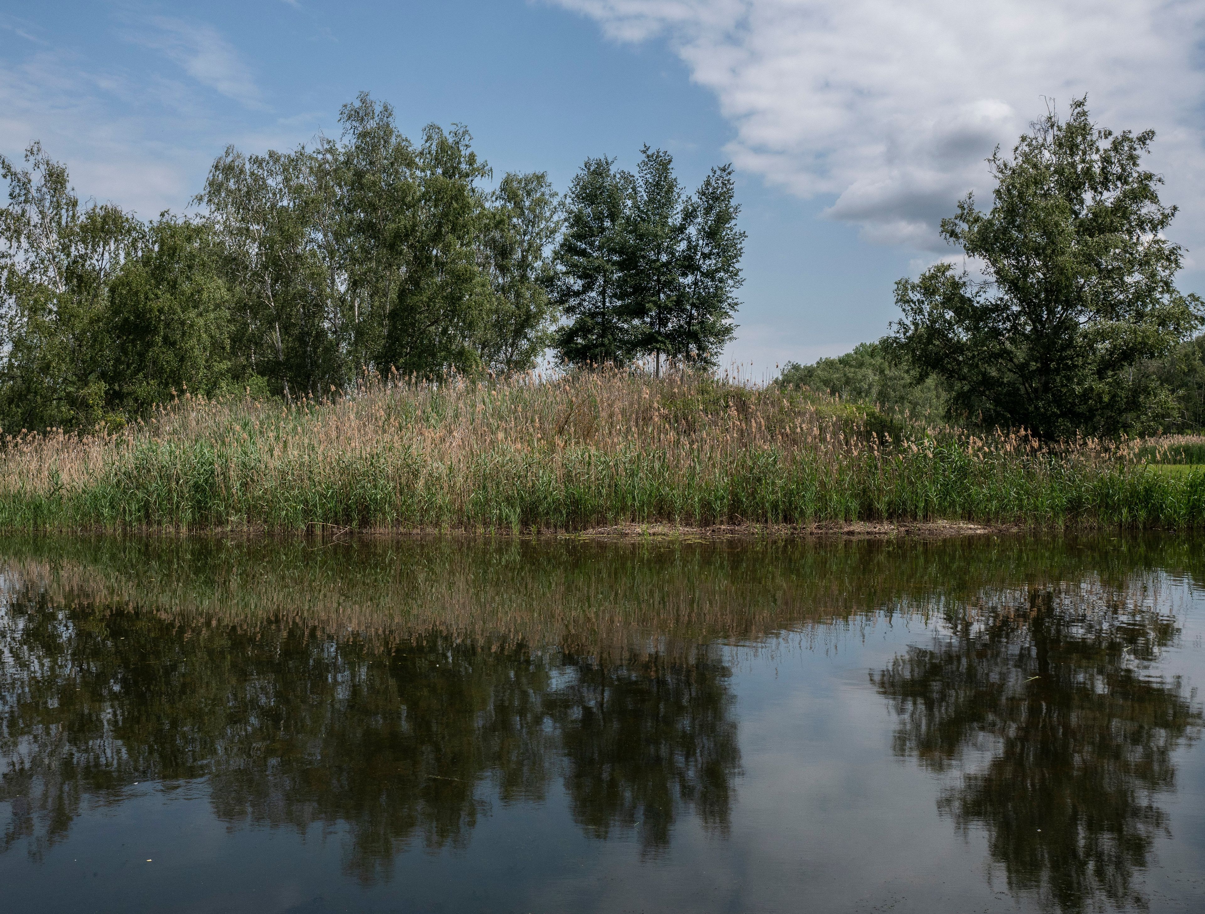 Trzciny, zarośla i drzewa odbijają się w stawie