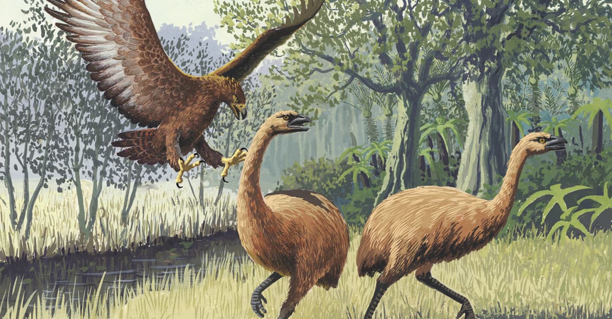 Wskrzeszenie ptaka moa, czyli jak Amerykanie dla rozgłosu zaszkodzą przyrodzie