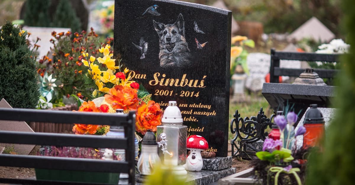 To nie był „tylko” pies. O miłości i żałobie po zwierzętach [WYWIAD]