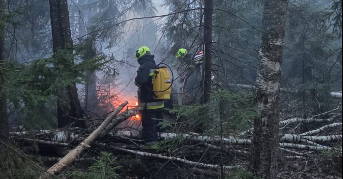 Ogromny pożar w Puszczy Białowieskiej