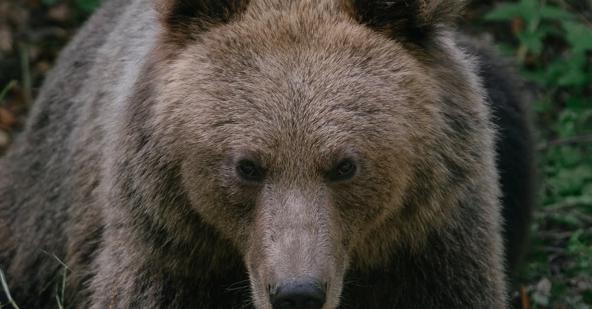 Łatwiej zabić niż zapobiec konfliktom? Coraz mniej pewny los niedźwiedzi w Europie