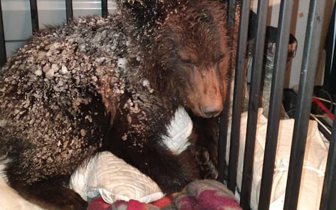 Grafika do artykułu Leśnicy chwalą się uratowanym niedźwiadkiem. Ekspert: "Prawdziwym ratunkiem byłaby rezygnacja z wycinek"
