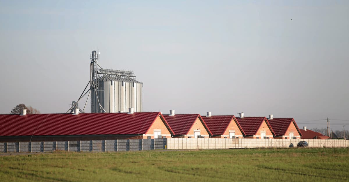 Lex Smród. Rząd chce pomóc fermom przemysłowym, odbierając prawa mieszkańcom wsi