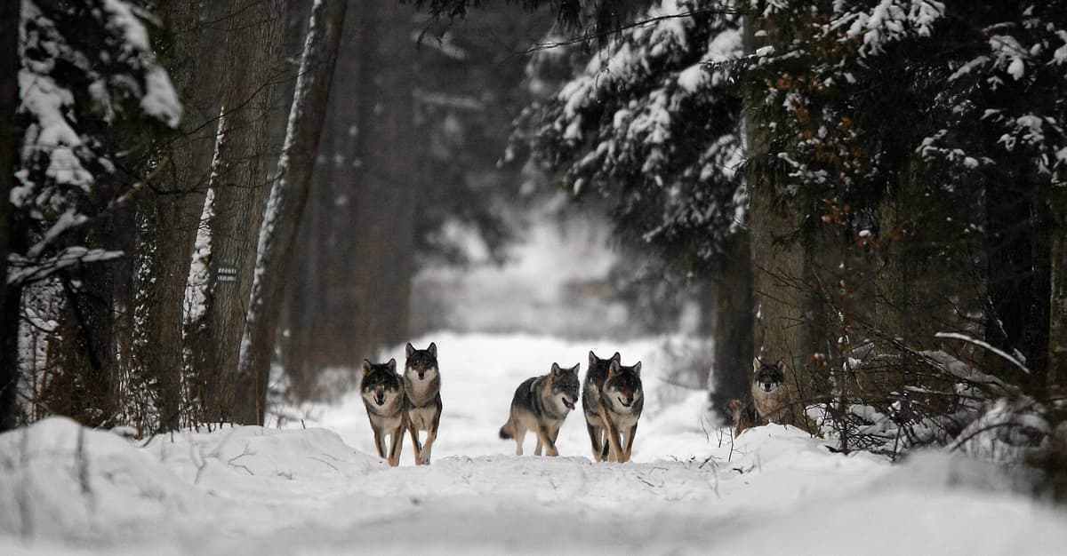 Wilk dzieli koalicję. Brakuje jednej decyzji, by umożliwić odstrzał w UE