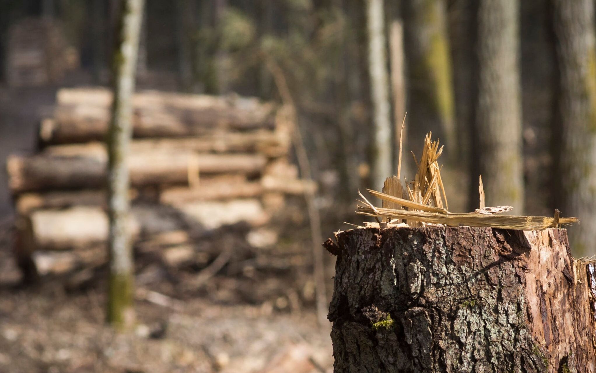 03.04.2018 Puszcza Bialowieska , Wilcza Tryba .  Obszar  chroniony m.in. na mocy Planu Zadan Ochronnych dla Obszaru Natura 2000, zakazujacego wycinania drzewostanów ponadstuletnich oraz usuwania ponadstuletnich martwych swierków, a takze w ramach trzeciej strefy ochronnej UNESCO. Miejsce siedliskowe dzieciola trojpalczastego . Wycinka drzew na duza skale .
Fot. Agnieszka Sadowska/ Agencja Gazeta. *** Local Caption *** .