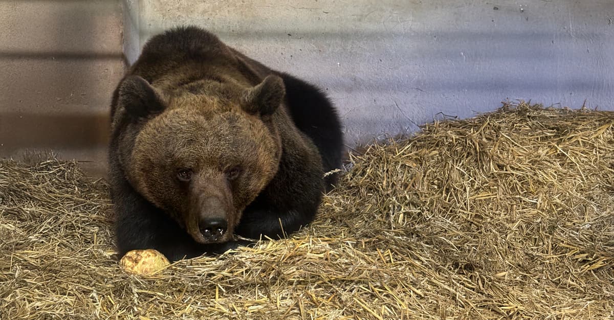 Niedźwiedzica Poca żyła w fikcyjnym zoo. Jest pierwszą podopieczną Centralnego Azylu dla Zwierząt