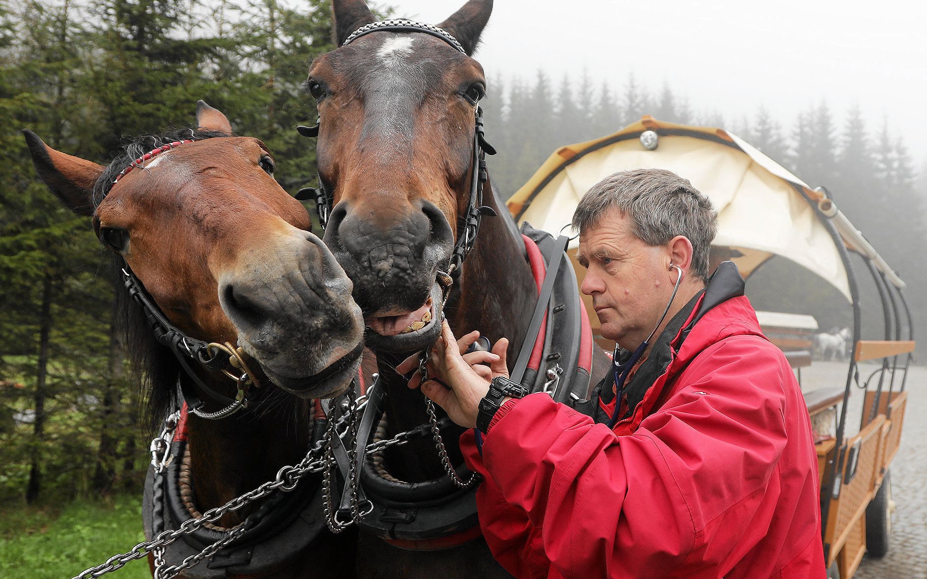 31.05.2019 Tatry . Polana Wlosienica . Dr. Marek Tischner podczas corocznego badania koni wozacych turystow do Morskiego Oka . 
Fot. Marek Podmokly / Agencja Gazeta