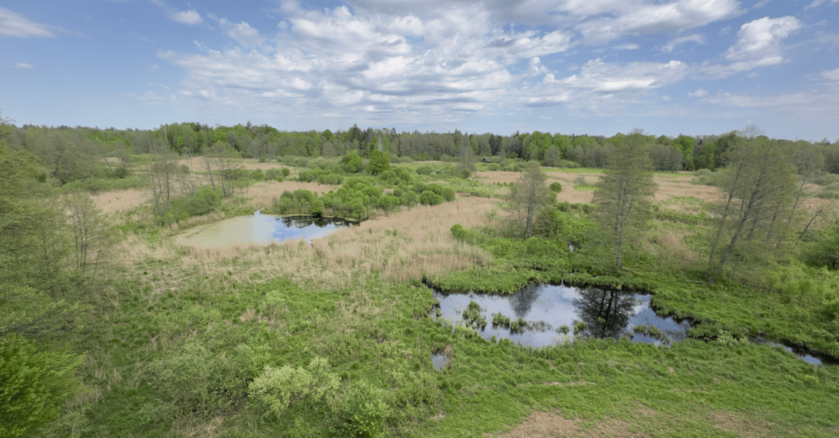 Sondaż: Polacy nie chcą leśników i myśliwych w Puszczy Białowieskiej