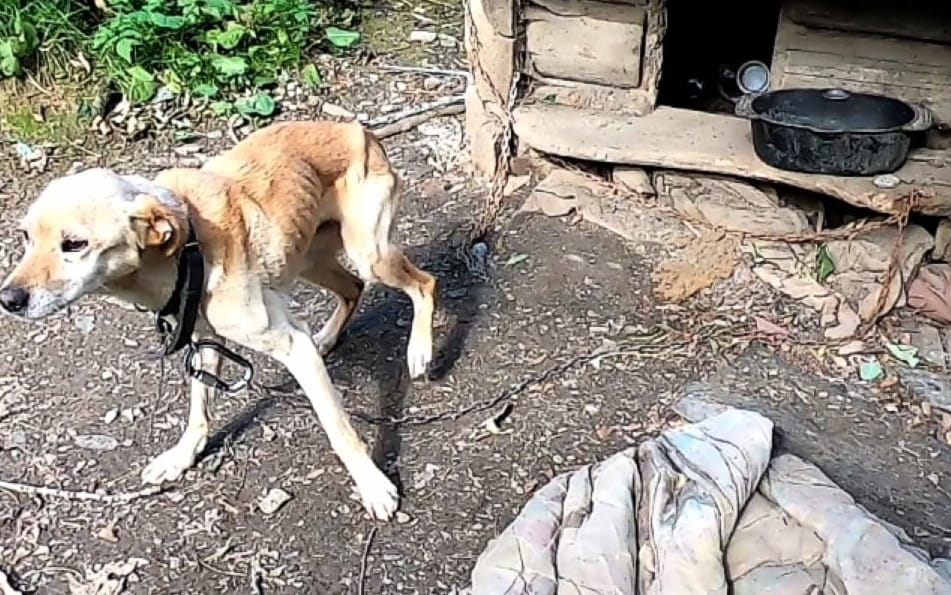 Grafika do artykułu Pies polski łańcuchowy. Kto go uwolni? Reportaż z Podhala