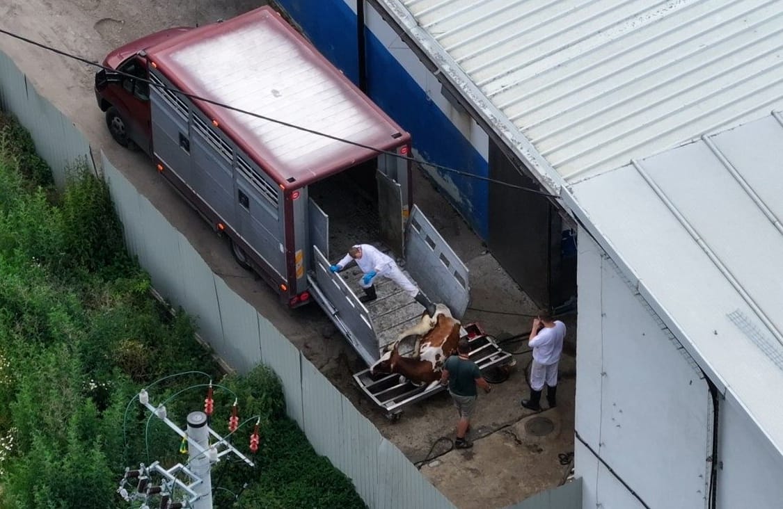 Na zdjęciu sceny wyładunku zwierząt w ubojni w Onyśku