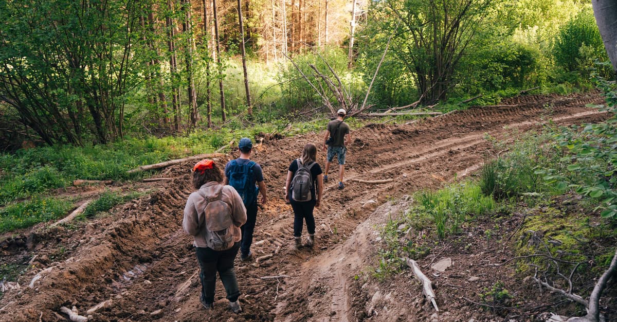 Spór o Bieszczady. Zapytaliśmy Lasy Państwowe o plany wycinki starych i cennych drzewostanów