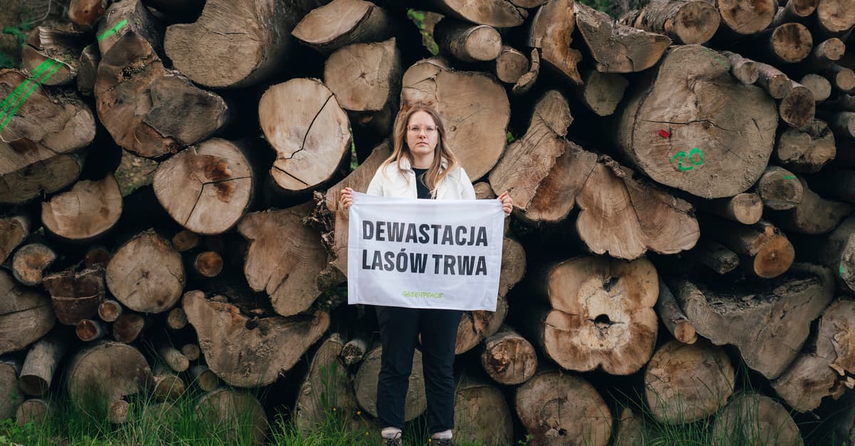 Społecznicy alarmują: leśnicy planują ogromną wycinkę lasów w Bieszczadach