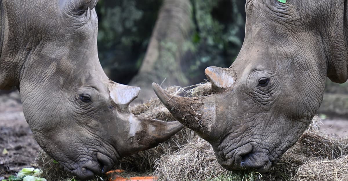 Myśliwi płacą tysiące dolarów za polowania w Afryce. Biznes doprowadzi do wyginięcia nosorożców?