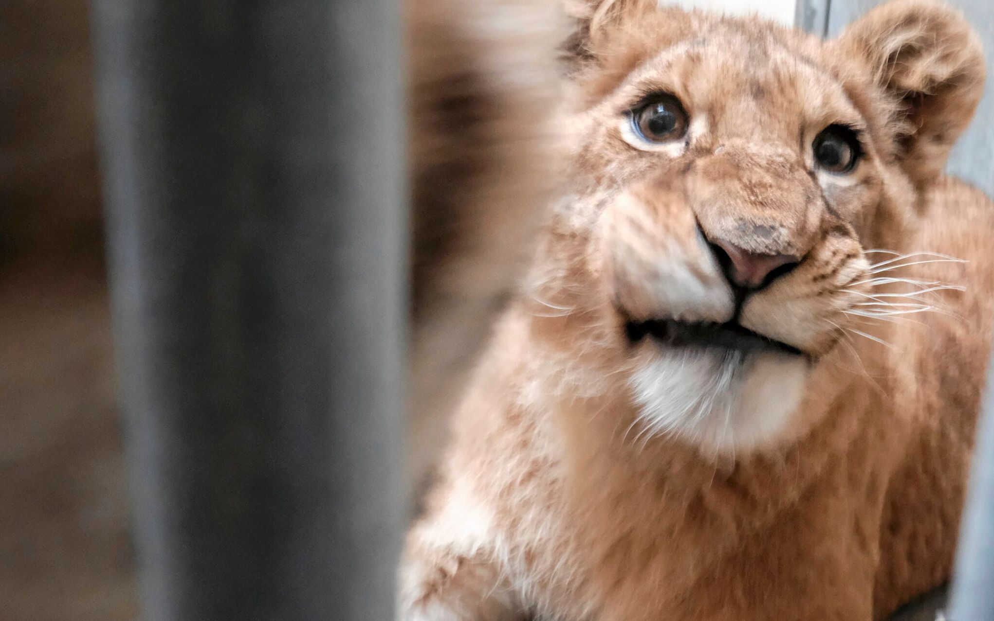 04.03.2022 Poznan , ZOO . Tygrysy ewakuowane przez pracownikow poznanskiego zoo z azylu pod Kijowem ( trwa agresja Putina na Ukraine ).
Fot. Piotr Skornicki / Agencja Wyborcza.pl