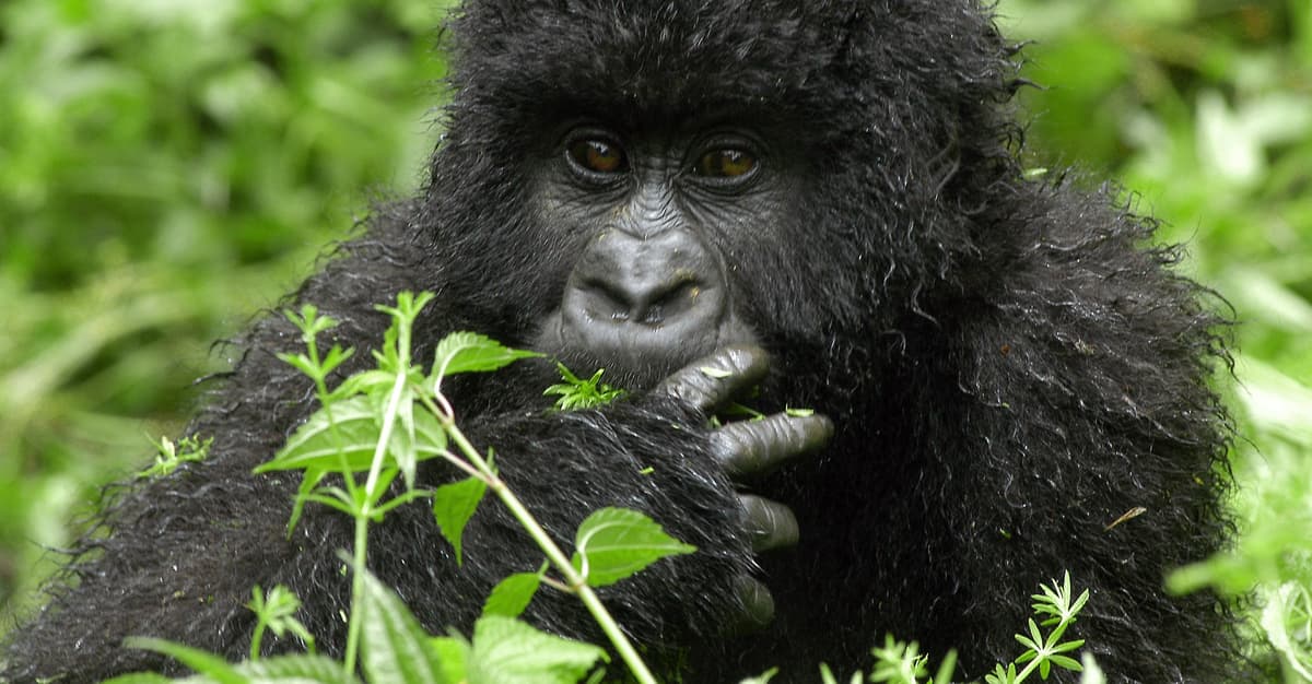 Rząd DRK zniszczy siedliska goryli, aby wydobywać ropę?