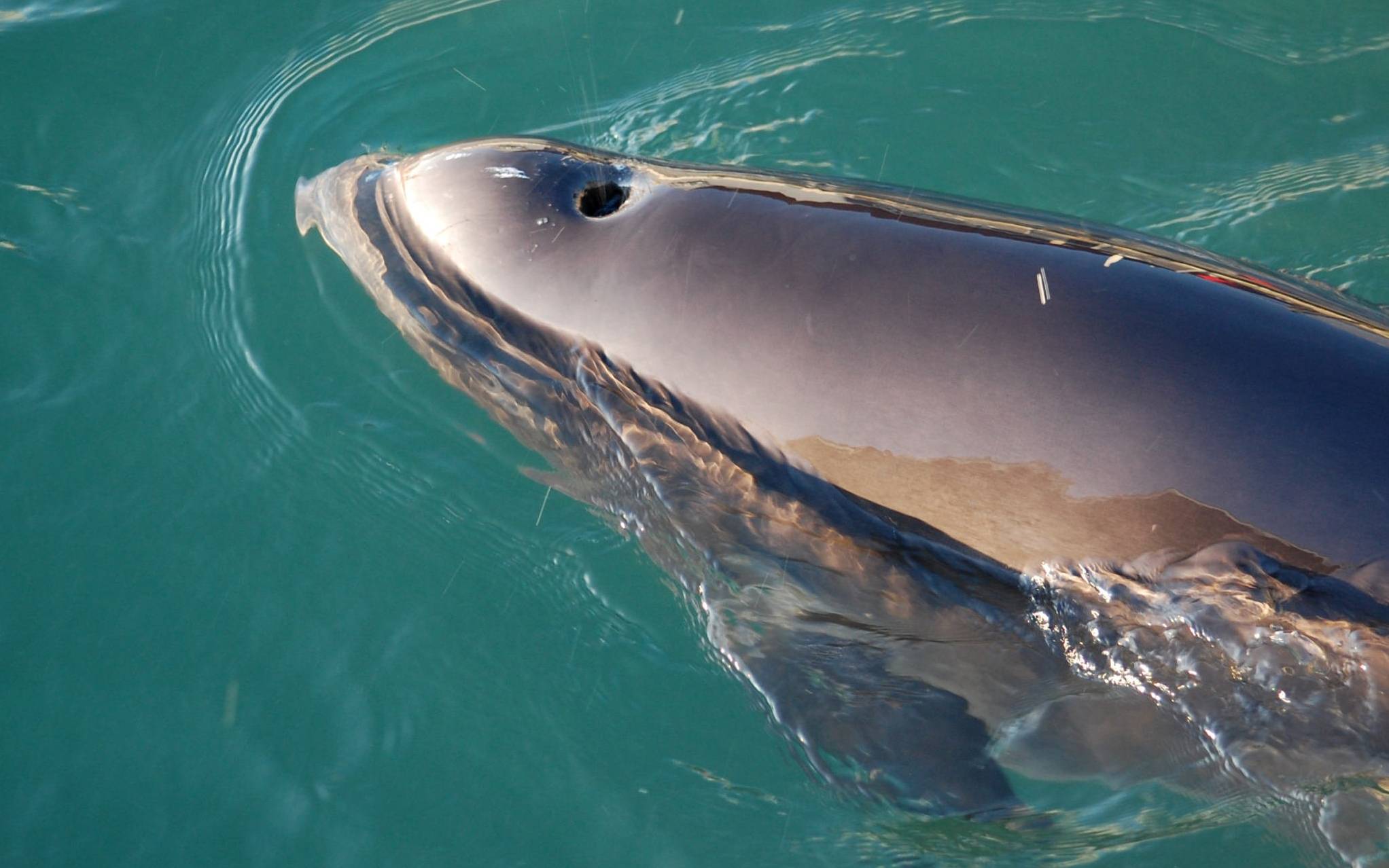Grafika do artykułu Bałtycki kuzyn delfina na skraju zagłady. Plan ratunkowy jest tylko na papierze, a czas się kończy