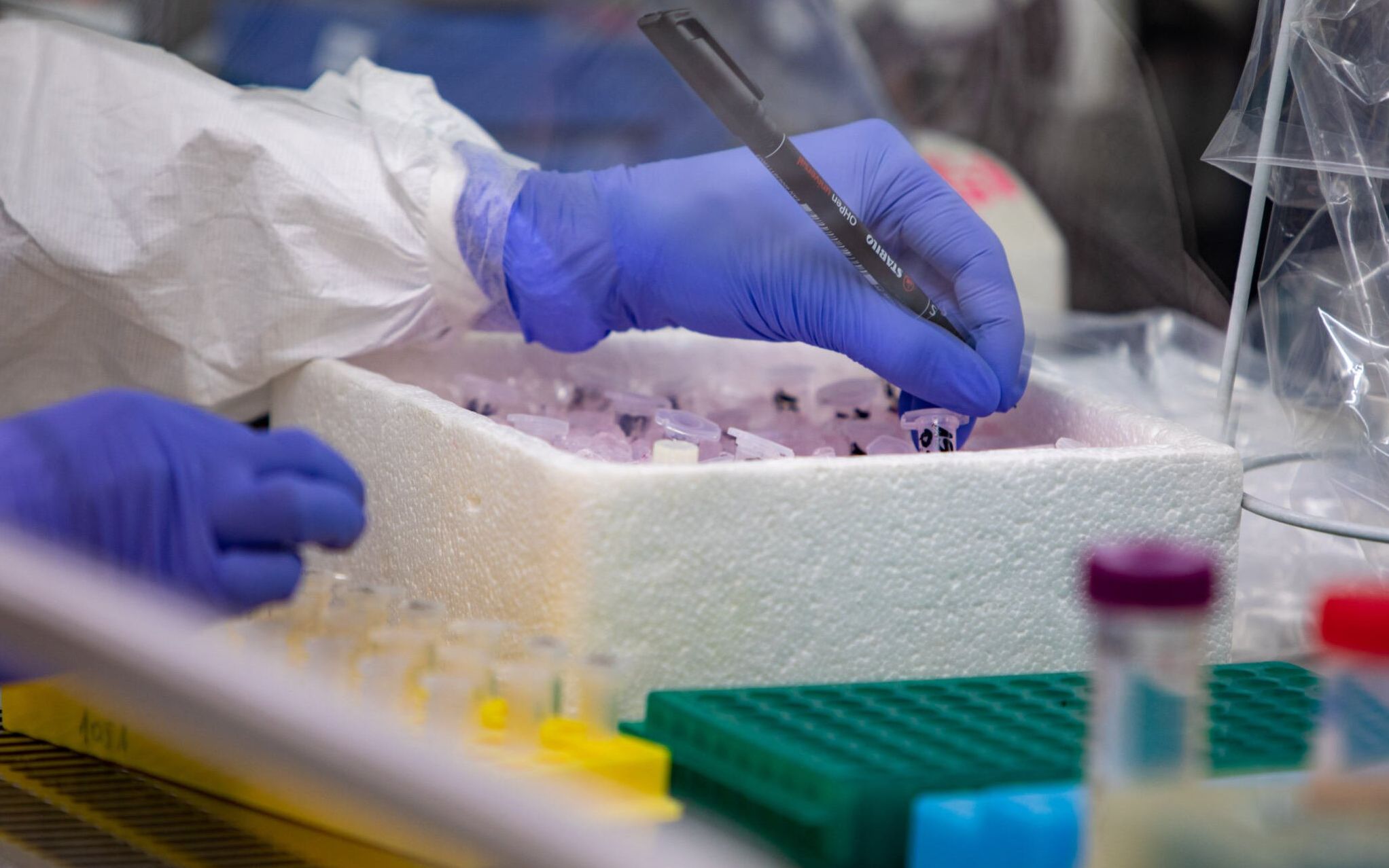 20.03.2020 Poznan , Instytut Chemii Bioorganicznej Polskiej Akademii Nauk . Badanie probek wymazow pobranych od osob z podejrzeniem koronawirusa .  Zespol badawczy opracowuje autorski test na obecnosc koronawirusa . 
Fot. Lukasz Cynalewski / Agencja Gazeta