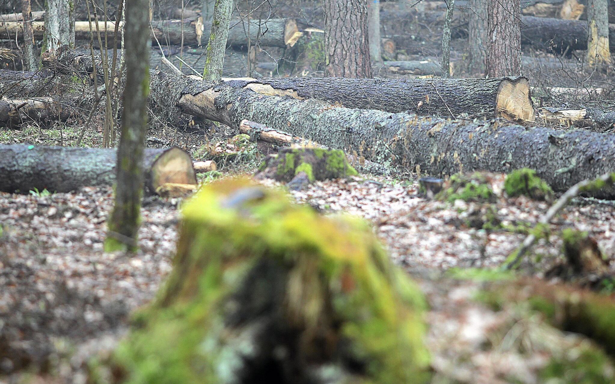15.03.2017 Puszcza Bialowieska , okolice Teremisek i Bialowiezy . Drewno pozyskane z wycinki na terenie Puszczy , skladowane na terenie Rezerwatu Przyrody .
Fot. Agnieszka Sadowska / Agencja Gazeta *** Local Caption *** .