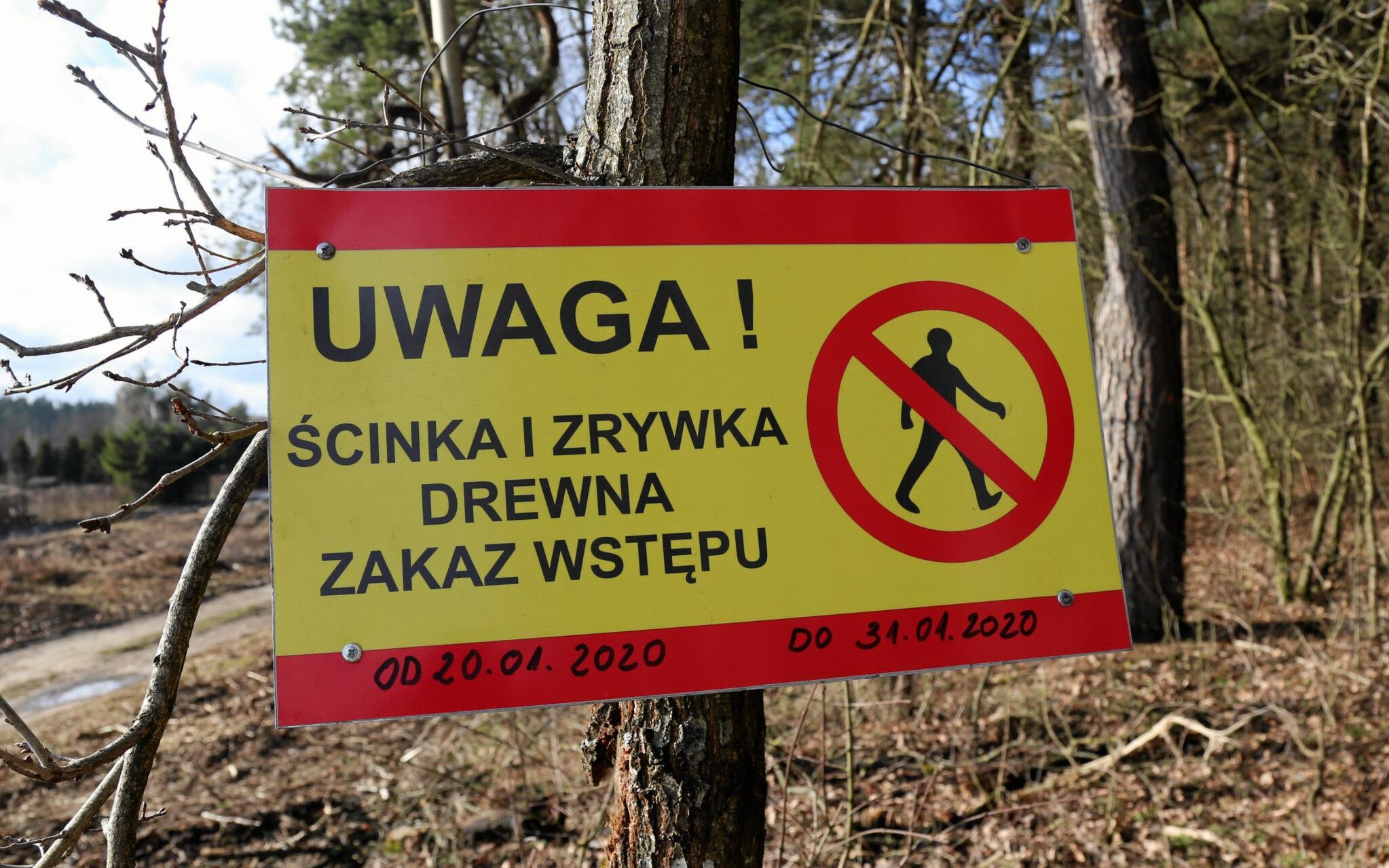 03.02.2020  Bialystok . Las Turczynski  , okolica Kleosina . Wycinka lasu , wycinka drzew .
Fot. Agnieszka Sadowska/ Agencja Gazeta. *** Local Caption *** .