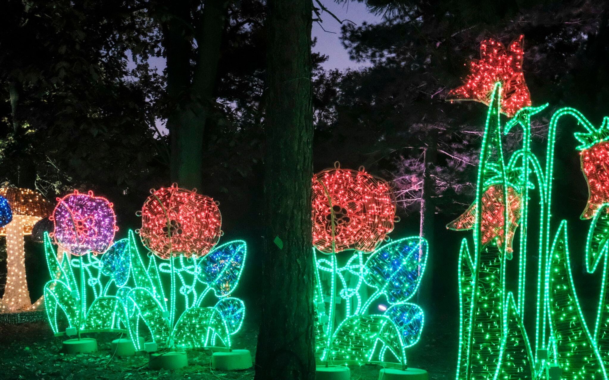28.10.2021 Poznan . Ogrod dendrologiczny Uniwersytetu Przyrodniczego . Lumina Park - Magiczny Las , lesny swiat stworzony dzieki ilumniacja w ogrodzie dendrologicznym UP bedzie czynny w okresie zimowym . 
Fot. Piotr Skornicki / Agencja Wyborcza.pl