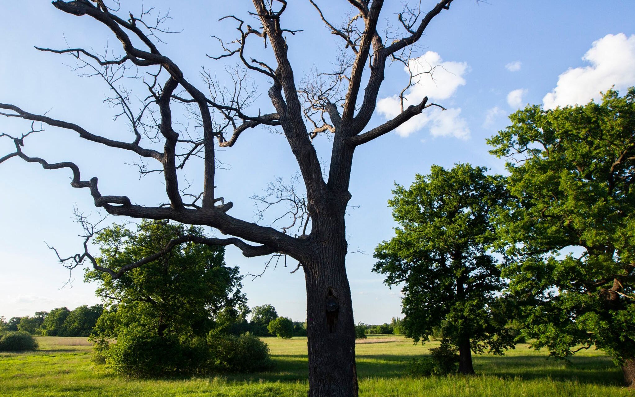 28.05.2020 Obszar Natura 2000 Grady Odrzanskie . 
Fot. Krzysztof Cwik / Agencja Wyborcza.pl