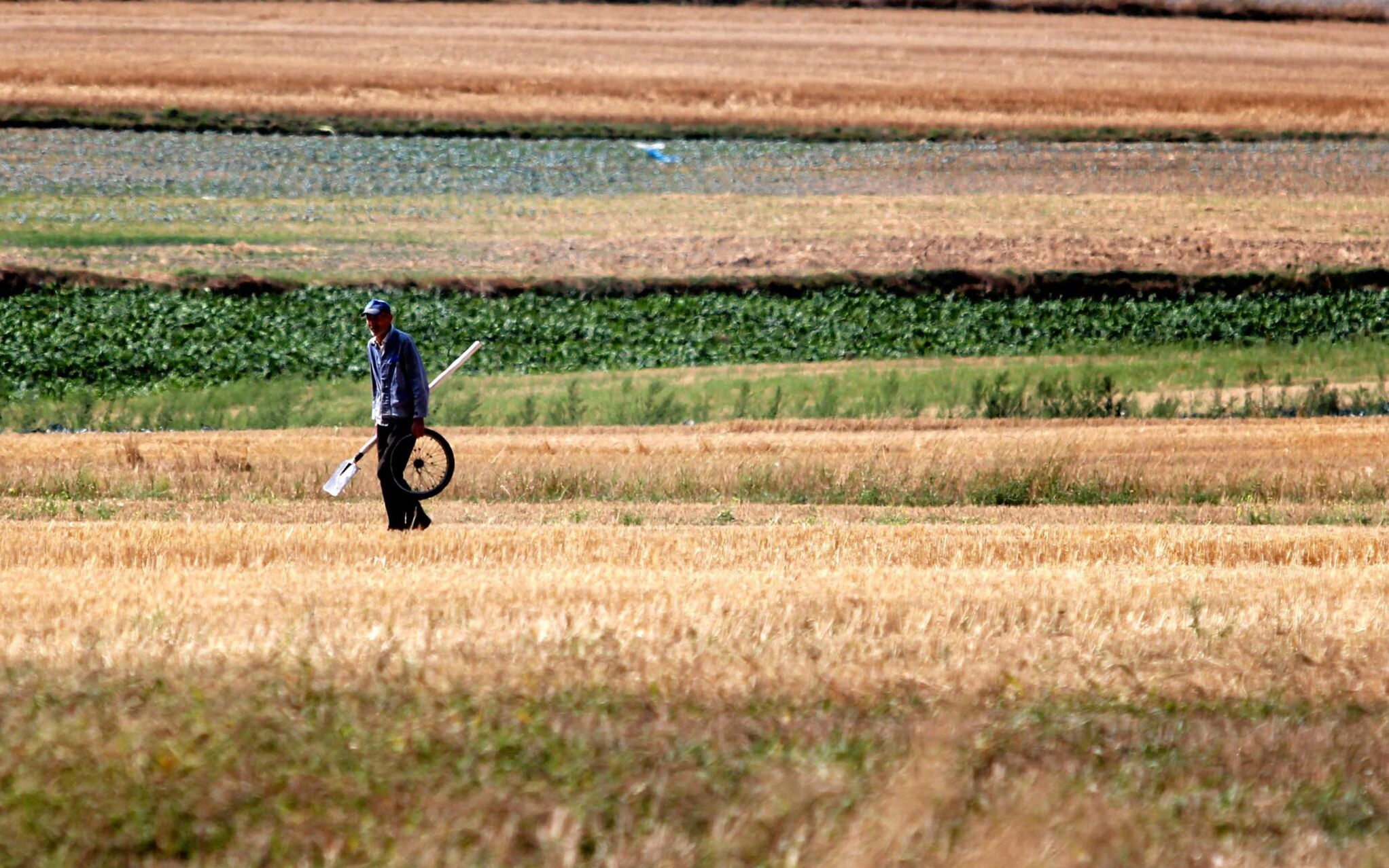 24.08.2015 Zemborzyce . Susza na polach .
Fot. Jakub Orzechowski / Agencja Gazeta