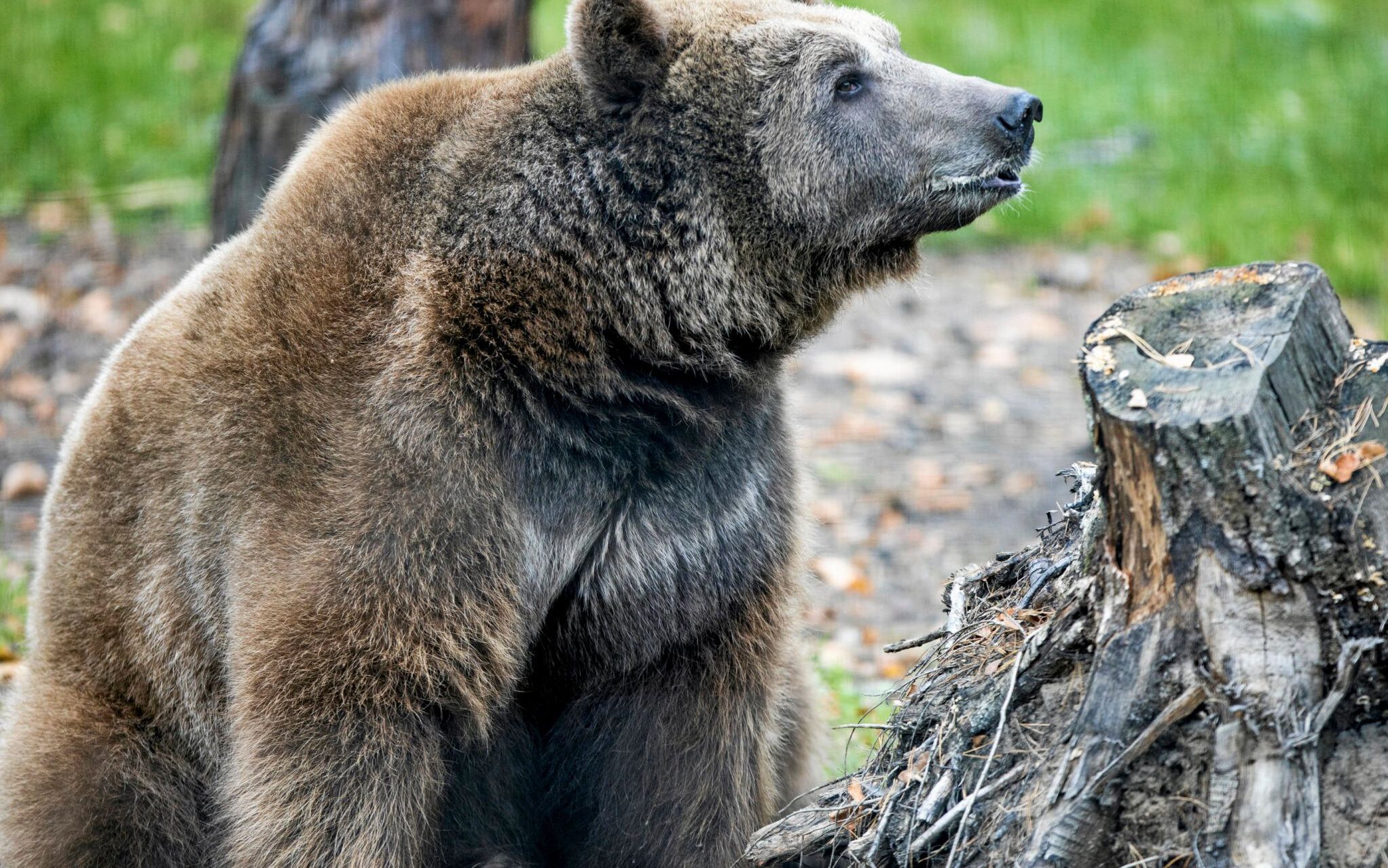 24.10.2019 Poznan , Nowe Zoo . Niedzwiedz Baloo przygotowuje sie do zimy  - wykopal gawre . 
Fot. Lukasz Cynalewski / Agencja Gazeta